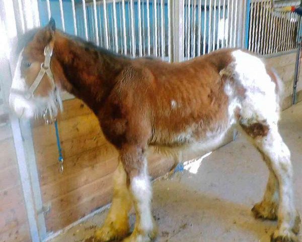 Pferd Still Brooks Benjamin (Clydesdale, 2017, von Jonesway Lochlyn)