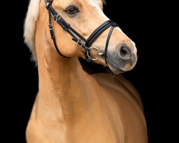 dressage horse Double D (German Riding Pony, 2006, from Danny Gold)