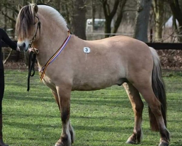 stallion Låvi (Fjord Horse, 2015, from Gio)