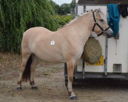 broodmare Njora (Fjord Horse, 2017, from Gio)