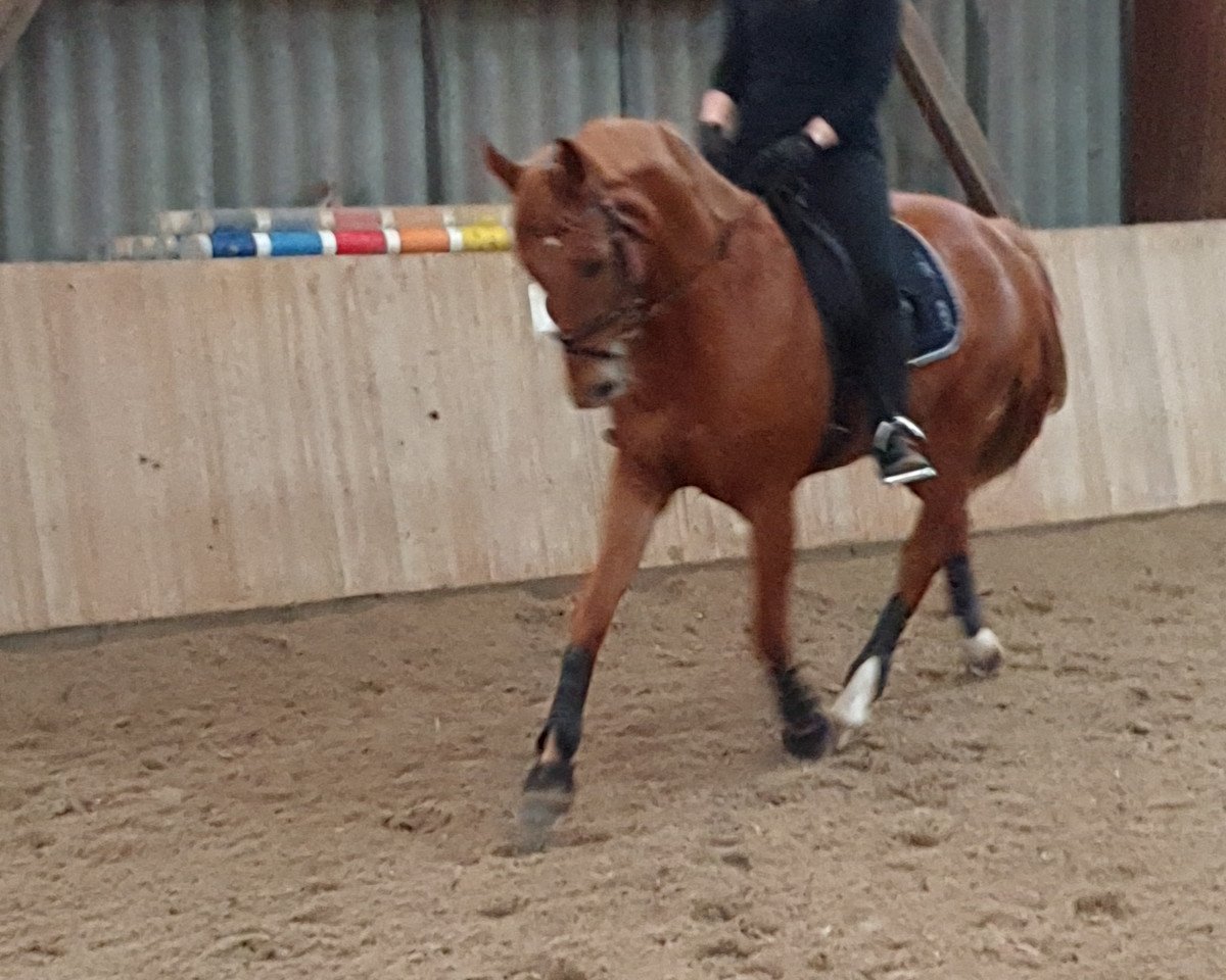 dressage horse Early's Doughter (Hanoverian, 2010, from Earl)