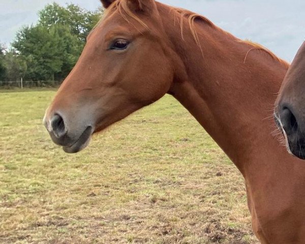 broodmare Edwards Golden Mila (Hanoverian, 2018, from Edward 28)