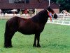 broodmare Elenora v. Geldersoord (Shetland Pony, 1990, from Newton van Dorpzicht)