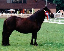 Zuchtstute Elenora v. Geldersoord (Shetland Pony, 1990, von Newton van Dorpzicht)