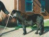 Deckhengst Olympia van Geldersoord (Shetland Pony, 1999, von On The Rocks of Marshwood)