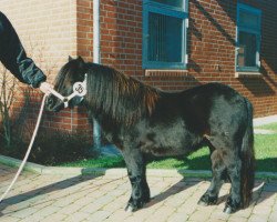 stallion Olympia van Geldersoord (Shetland Pony, 1999, from On The Rocks of Marshwood)