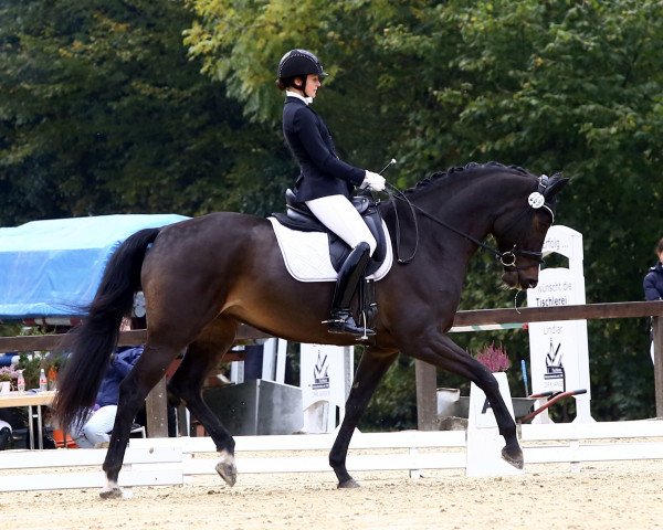 dressage horse Let it be 15 (Westphalian, 2011, from Lugato)
