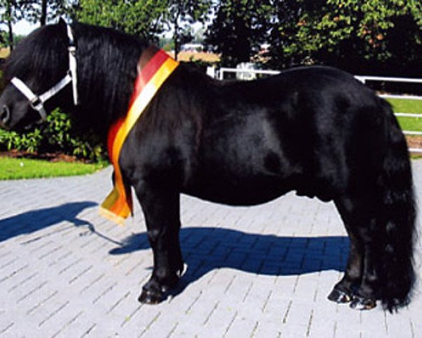 Deckhengst Norman v.d. Brouwerij (Shetland Pony, 1998, von Helmut van de Brouwerij)