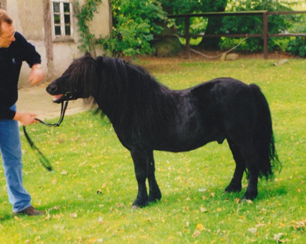 Deckhengst Giegant v. Geldersoord (Shetland Pony, 1992, von Newton van Dorpzicht)