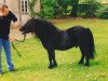Deckhengst Giegant v. Geldersoord (Shetland Pony, 1992, von Newton van Dorpzicht)