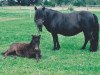 Zuchtstute Nancy van Graafland (Shetland Pony, 1998, von On The Rocks of Marshwood)