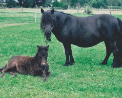 Zuchtstute Nancy van Graafland (Shetland Pony, 1998, von On The Rocks of Marshwood)