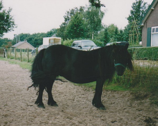 Zuchtstute Tessa van de Amstelhof (Shetland Pony, 1982, von Newton van Dorpzicht)