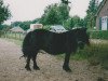 broodmare Tessa van de Amstelhof (Shetland Pony, 1982, from Newton van Dorpzicht)