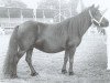 broodmare Orchidee van Spuitjesdom (Shetland Pony, 1978, from Rosengo of Transy)