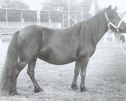 Zuchtstute Orchidee van Spuitjesdom (Shetland Pony, 1978, von Rosengo of Transy)