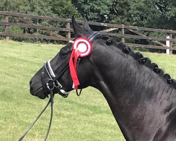 dressage horse First Sezunara (Hanoverian, 2013, from Sezuan)