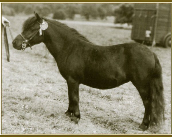 Zuchtstute Rose Petal of Marshwood (Shetland Pony (unter 87 cm), 1949, von Sophimore of Transy)