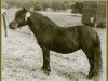 Zuchtstute Rose Petal of Marshwood (Shetland Pony (unter 87 cm), 1949, von Sophimore of Transy)
