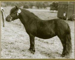 broodmare Rose Petal of Marshwood (Shetland pony (under 87 cm), 1949, from Sophimore of Transy)