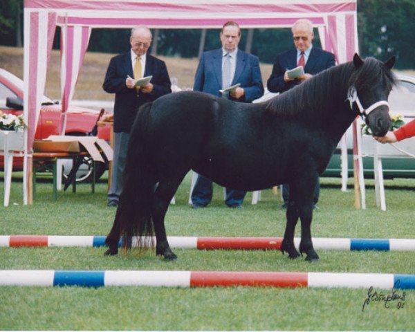 broodmare Schnelten's Primula (Shetland Pony, 1998, from Giegant v. Geldersoord)