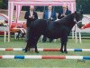 broodmare Schnelten's Primula (Shetland Pony, 1998, from Giegant v. Geldersoord)