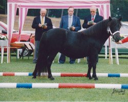 Zuchtstute Schnelten's Primula (Shetland Pony, 1998, von Giegant v. Geldersoord)