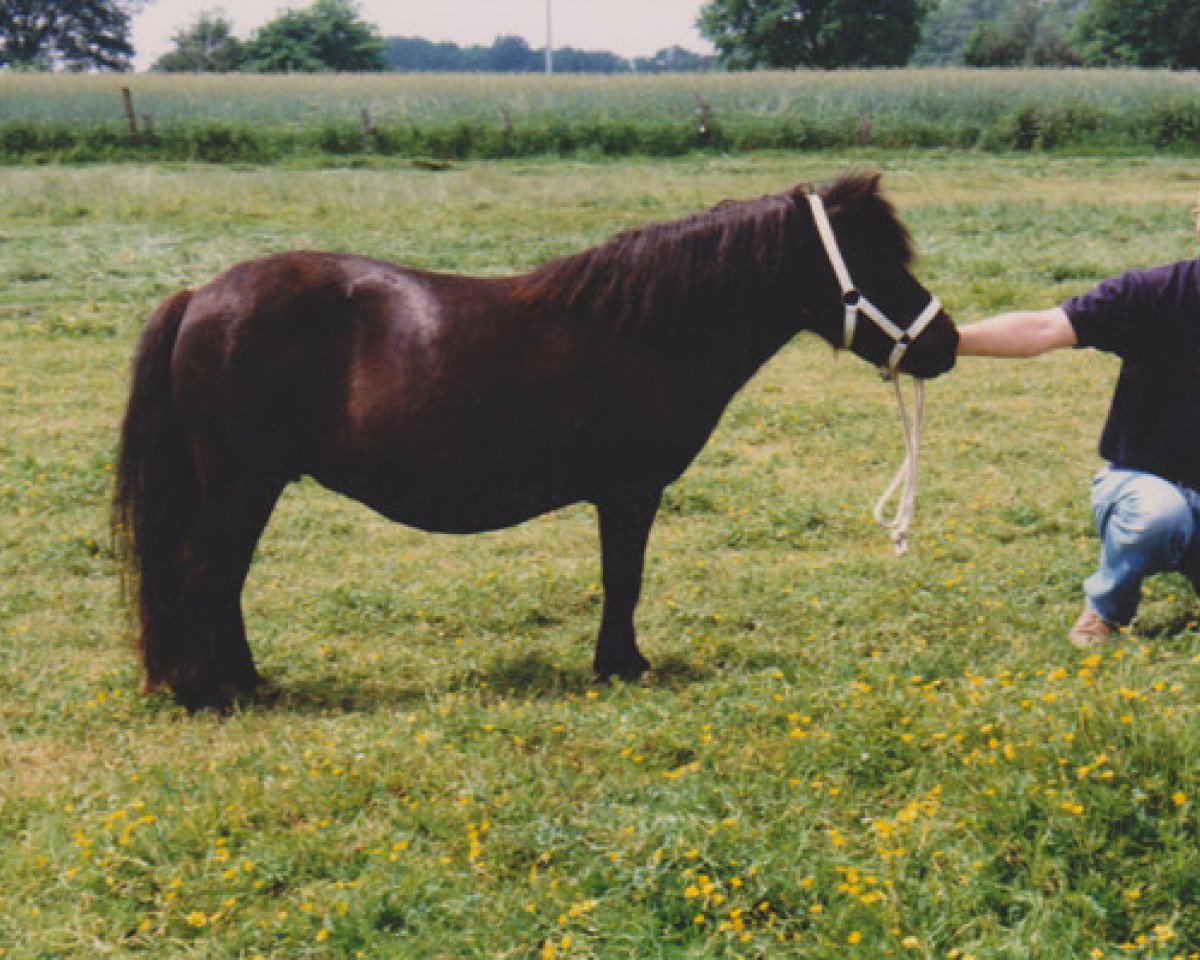 broodmare Bluebell van Bunswaard (Shetland Pony, 1987, from Kenneth van Bunswaard)