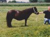 Zuchtstute Bluebell van Bunswaard (Shetland Pony, 1987, von Kenneth van Bunswaard)