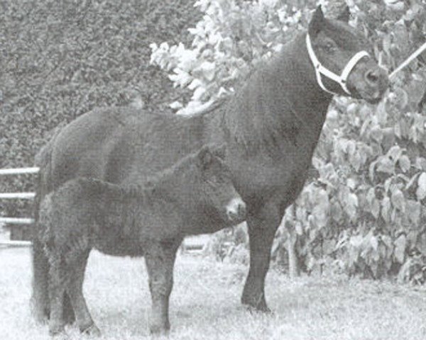 Zuchtstute Paeony of Marshwood (Shetland Pony, 1980, von Ransom of Marshwood)