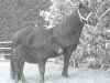 broodmare Paeony of Marshwood (Shetland Pony, 1980, from Ransom of Marshwood)