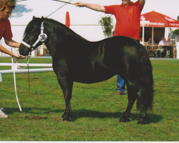 Zuchtstute Schneltens Kate (Shetland Pony, 2004, von Giegant v. Geldersoord)
