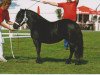 Zuchtstute Schneltens Kate (Shetland Pony, 2004, von Giegant v. Geldersoord)