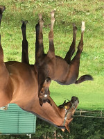 stallion Canterburry (Westphalian, 2017, from Cornet Obolensky)