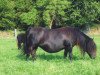 Zuchtstute Barones v.d. Römer (Shetland Pony, 1987, von Sinjeur van de Amstelhof)