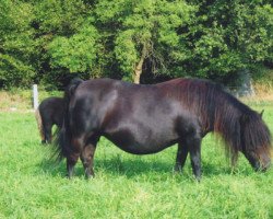 Zuchtstute Barones v.d. Römer (Shetland Pony, 1987, von Sinjeur van de Amstelhof)