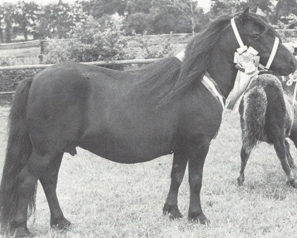 broodmare Simone van de Koxkampen (Shetland Pony, 1981, from Mustang van Bunswaard)
