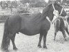 Zuchtstute Simone van de Koxkampen (Shetland Pony, 1981, von Mustang van Bunswaard)