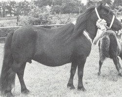 Zuchtstute Simone van de Koxkampen (Shetland Pony, 1981, von Mustang van Bunswaard)