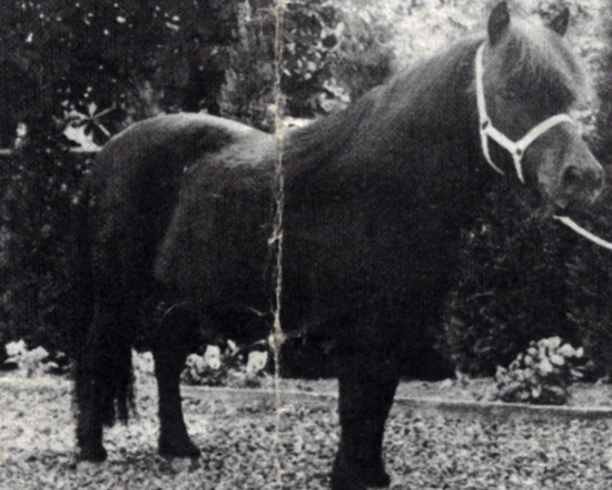 Zuchtstute Kibble of Marshwood (Shetland Pony, 1972, von Baron of Marshwood)