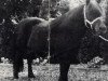 Zuchtstute Kibble of Marshwood (Shetland Pony, 1972, von Baron of Marshwood)