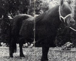 Zuchtstute Kibble of Marshwood (Shetland Pony, 1972, von Baron of Marshwood)