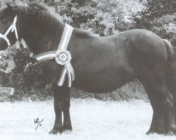 Pferd Odette van Geldersoord (Shetland Pony, 1999, von On The Rocks of Marshwood)