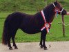 broodmare Jingo van Geldersoord (Shetland Pony, 1994, from Newton van Dorpzicht)