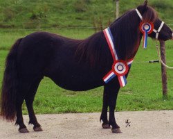 Zuchtstute Jingo van Geldersoord (Shetland Pony, 1994, von Newton van Dorpzicht)