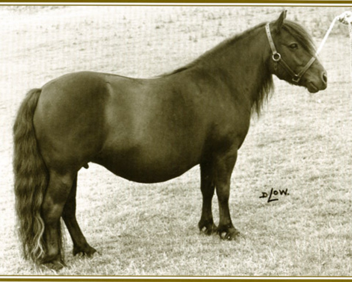 broodmare Jingo of Marshwood (Shetland Pony, 1970, from Supremacy of Marshwood)