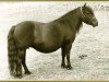 Zuchtstute Jingo of Marshwood (Shetland Pony, 1970, von Supremacy of Marshwood)