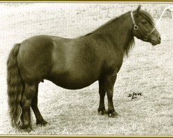 Zuchtstute Jingo of Marshwood (Shetland Pony, 1970, von Supremacy of Marshwood)