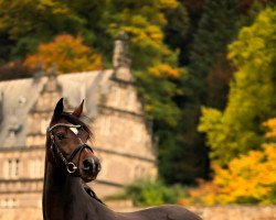 Dressurpferd Darling's Dream 5 (Deutsches Reitpony, 2017, von D-Day AT)