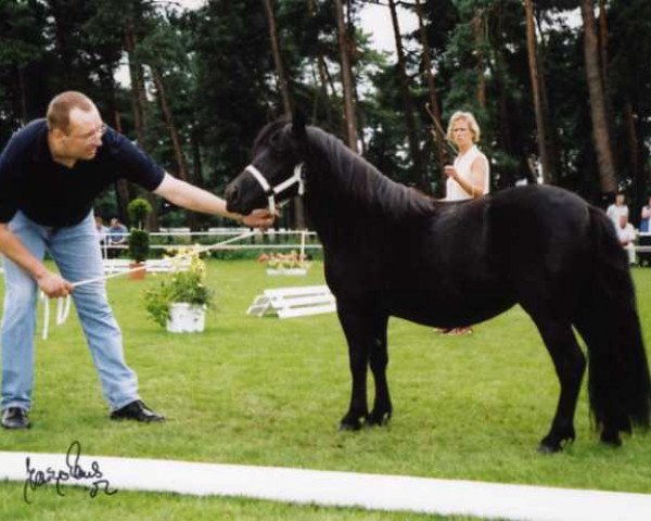 Zuchtstute Schneltens Jumble (Shetland Pony, 1999, von Giegant v. Geldersoord)